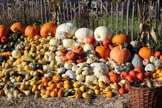 Abundant Autumn Harvest Display With Colorful Pumpkins Gourds And Squash At Farm Market