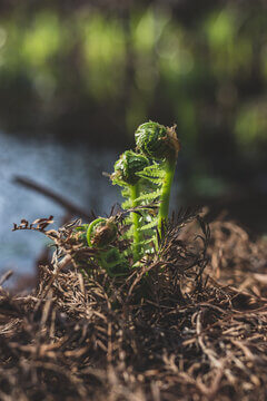 Backlit Fern Fiddleheads Emerging From Dead Brown Vegetation In Spring Forest