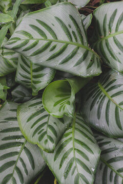 Calathea Prayer Plant Leaves Showing Zebra Striped Pattern In Close Up