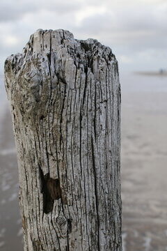 Close Up Of Weathered Wooden Groyne Post Showing Vertical Grain Texture On Beach