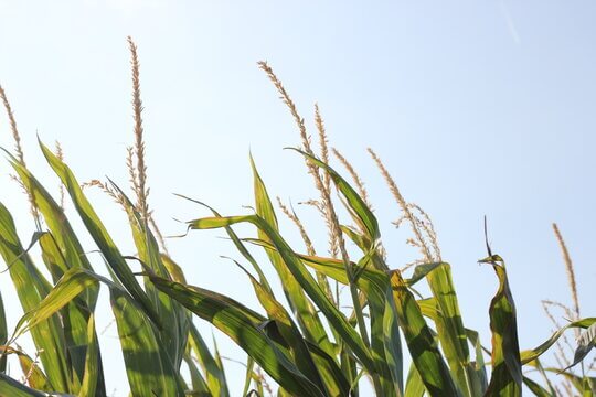 Corn Maize Plants With Tassels Reaching Toward Blue Summer Sky