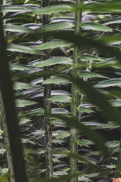 Cycad Fronds Creating Geometric Repeating Pattern Of Spiky Vertical Stems