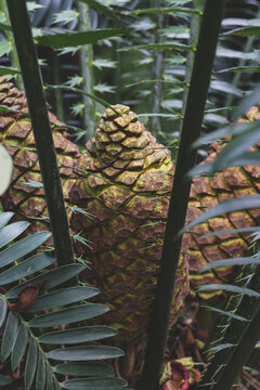 Cycad Sago Palm Cone With Scaly Texture Surrounded By Feathery Fronds