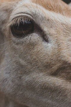Extreme Close Up Of Deer Eye With Long Eyelashes Showing Soulful Brown Iris