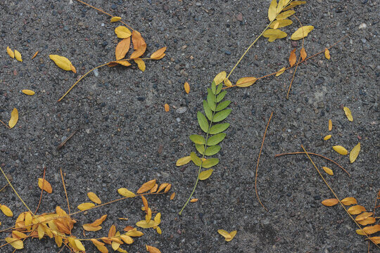 Fallen Compound Autumn Leaves Scattered On Grey Asphalt Minimalist Flat Lay