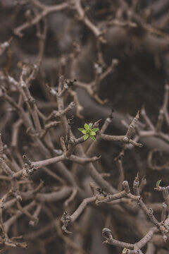 First Green Leaf Of Spring Emerging From Bare Branches Symbolizing New Beginnings And Hope