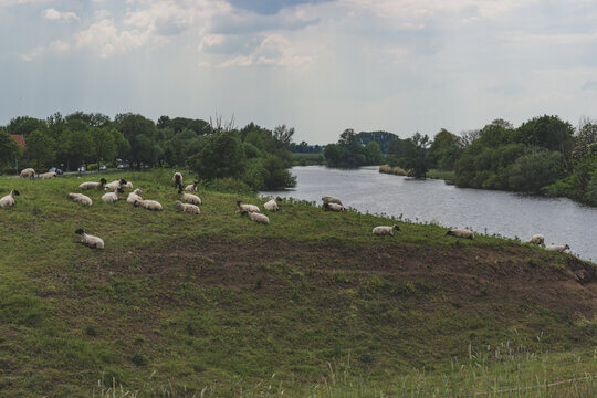 Flock Of Sheep Grazing On River Dike In German Countryside Landscape
