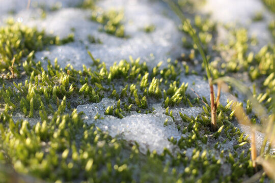 Fresh Green Moss Pushing Through Melting Winter Snow Showing Seasonal Awakening