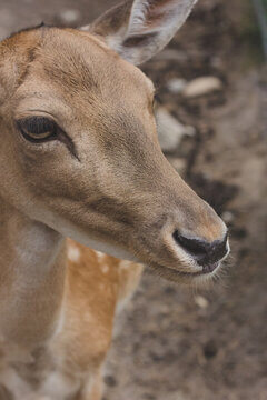 Gentle Fallow Deer Portrait With Soulful Brown Eyes And Spotted Coat In Soft Light