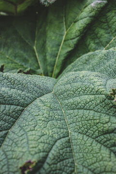 Giant Gunnera Leaves Showing Dramatic Bumpy Pebbled Texture Close Up