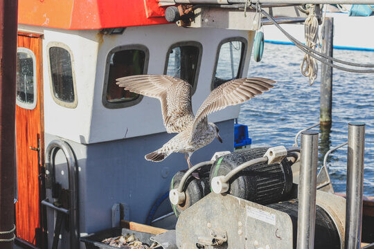 Juvenile Seagull Landing On Fishing Boat With Spread Wings And Colorful Cabin Behind