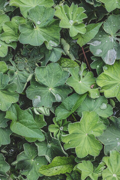 Lady S Mantle Alchemilla Leaves With Water Droplets In Frame Filling Pattern