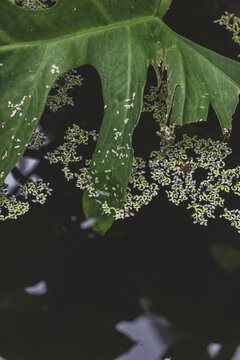 Large Tropical Leaf Hanging Over Dark Pond Water With Floating Duckweed