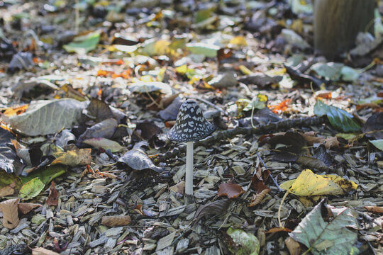 Magpie Inkcap Mushroom With Distinctive Black And White Spotted Cap On Forest Floor