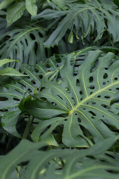 Monstera Deliciosa Houseplant With Large Fenestrated Leaves In Trendy Urban Jungle Style