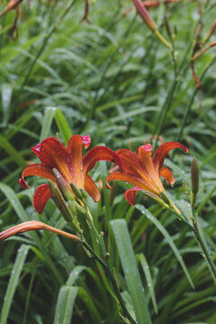 Orange Daylily Flowers With Fresh Raindrops On Petals In Summer Garden