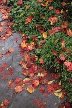 Overhead View Of Fallen Japanese Maple Leaves On Slate Stone And Green Grass