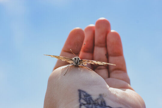 Painted Lady Butterfly Resting On Human Hand Against Blue Sky Showing Trust