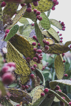 Prickly Pear Cactus Opuntia With Abundant Purple And Red Fruit