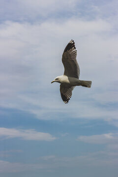 Seagull In Flight Banking Turn Against Blue Sky Showing Wing Feather Detail