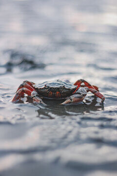 Shore Crab Portrait Face On In Shallow Tidal Water With Orange Legs And Water Bokeh