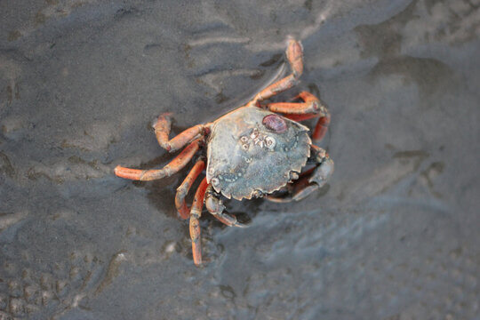 Shore Crab With Orange Legs On Tidal Mudflat With Barnacles On Shell