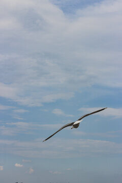 Single Seagull Soaring Against Blue Sky With White Clouds In Freedom Concept