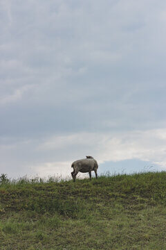 Single Sheep Standing On Grassy Dike Hill Against Moody Overcast Sky