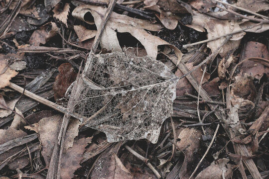Skeletonized Leaf Showing Delicate Vein Structure On Forest Floor
