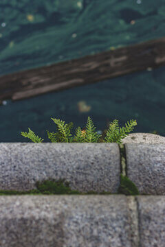 Small Fern Growing From Granite Crack At Waterfront With Dark Water Background