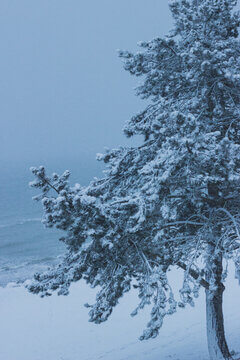 Snow Covered Pine Tree On Misty Winter Coastline With Blue Grey Atmosphere