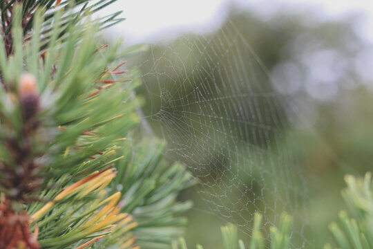 Spider Web With Dew Drops Among Pine Needles In Soft Morning Light