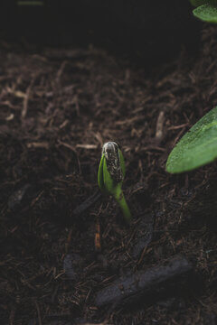 Sunflower Seedling Sprouting From Dark Soil With Seed Coat Still Attached Showing New Growth