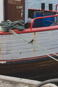 Swallow Perched On Mooring Rope Of Colorful Fishing Boat In Harbor