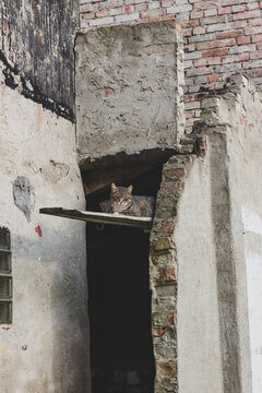 Tabby Cat Sitting On Wooden Plank Above Doorway In Weathered European Building