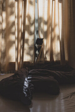 Tuxedo Cat Peeking Through Sheer Linen Curtains In Beautiful Morning Light With Tree Shadows