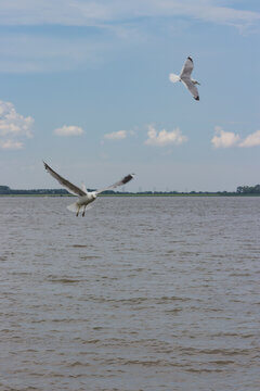 Two Seagulls Flying Over Water Against Blue Sky With Clouds