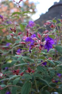 Vibrant Purple Tibouchina Glory Bush Flowers With Distinctive Curling Stamens And Pink Buds