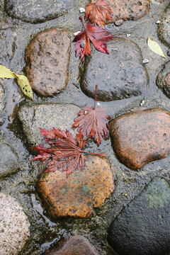 Wet Cobblestones With Fallen Red Japanese Maple Leaves In Autumn Rain