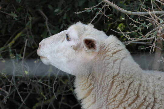 White Lamb Portrait Looking Upward With Peaceful Contemplative Expression In Soft Light
