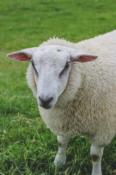 White Woolly Sheep Facing Camera With Gentle Expression And Pink Ears On Green Pasture