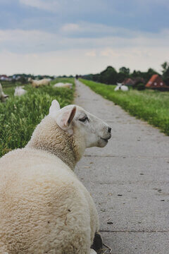 Woolly White Sheep Gazing Down Country Lane With Traditional German Farmhouses