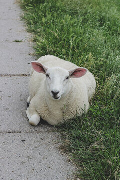 Woolly White Sheep Lying On Concrete Path With Direct Eye Contact