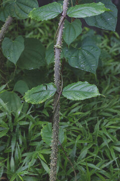 Young Kiwi Vine Stem Showing Distinctive Fuzzy Red Brown Hairy Texture