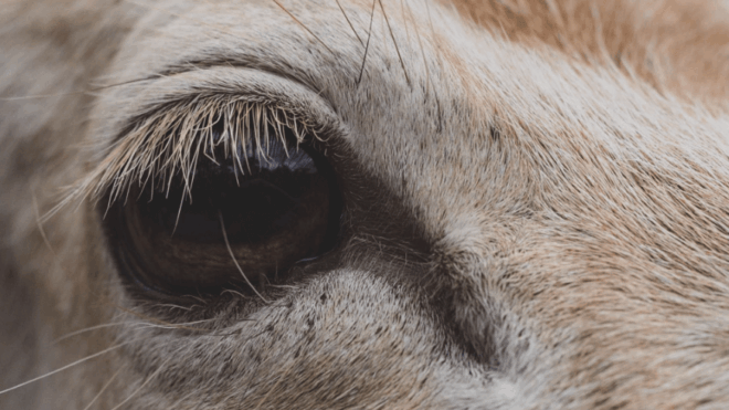 Extreme close-up of deer eye with long eyelashes - stock photography by Hagstone and Bramble